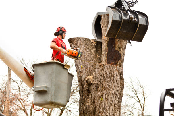 Best Palm Tree Trimming  in Gleneagle, CO